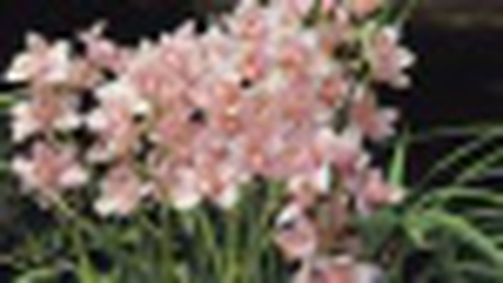 Cymbidium et Oncidium