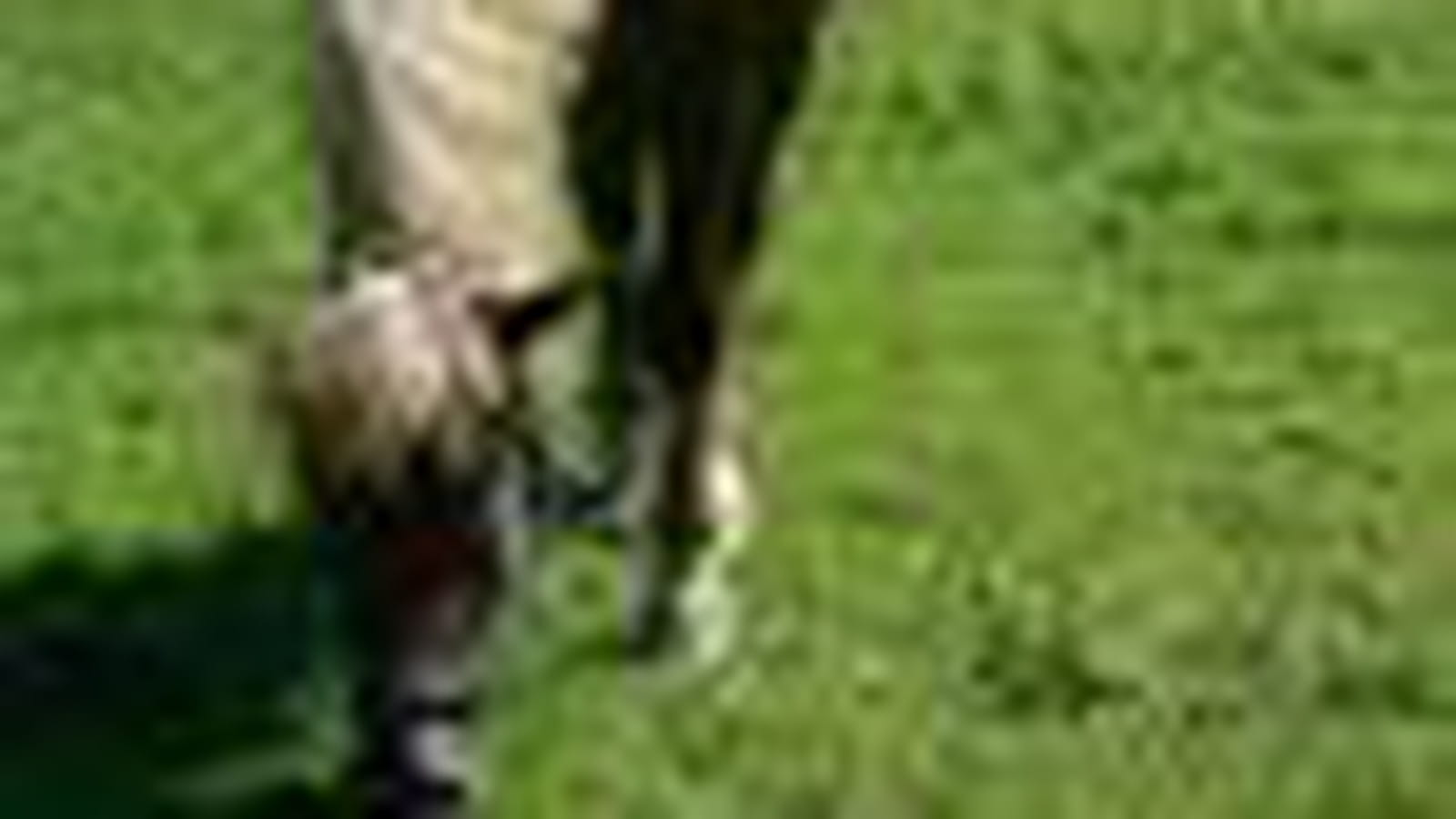 Un cheval allemand