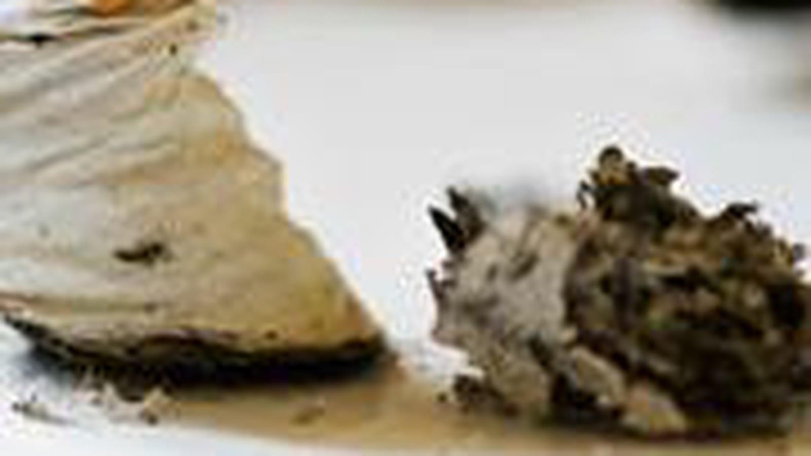 Industrie du tabac : davantage de transparence