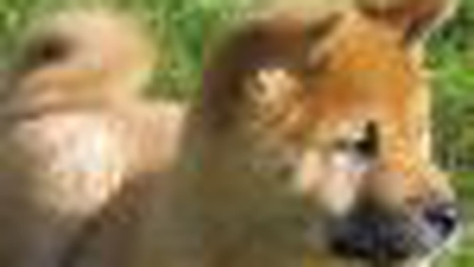 Le Shiba Inu