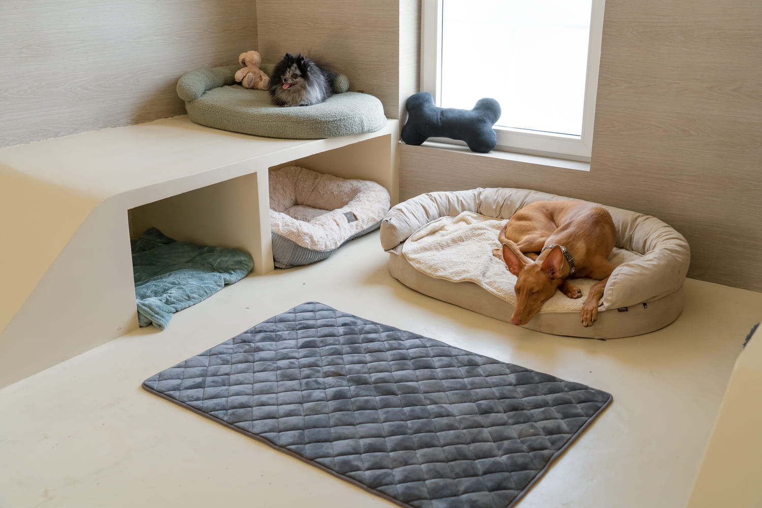 The first 5-star hotel-resort reserved for dogs opens in France: a surprising program The first 5-star hotel-resort reserved for dogs opens in France: a surprising program