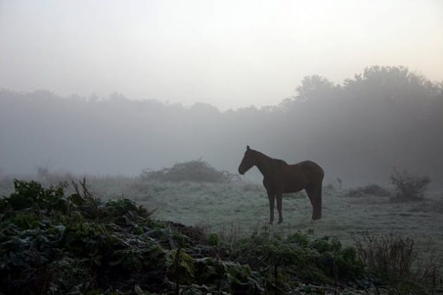 La silhouette du cheval
