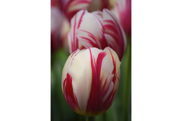 La tulipe Triomphe 'Carnaval de Rio'