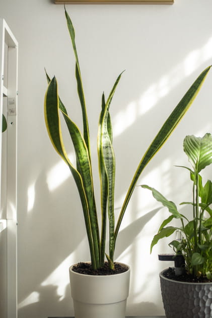 Un sansevieria