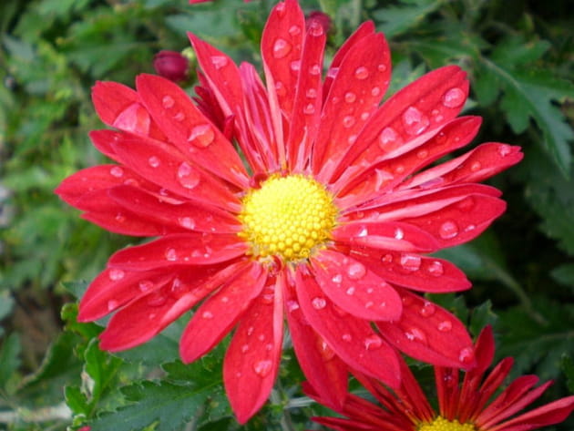 Le chrysanthème rouge décoré par la pluie