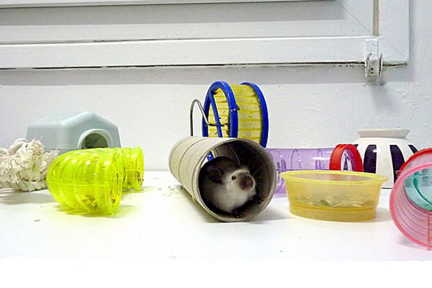 Le terrain de jeux de Franklin