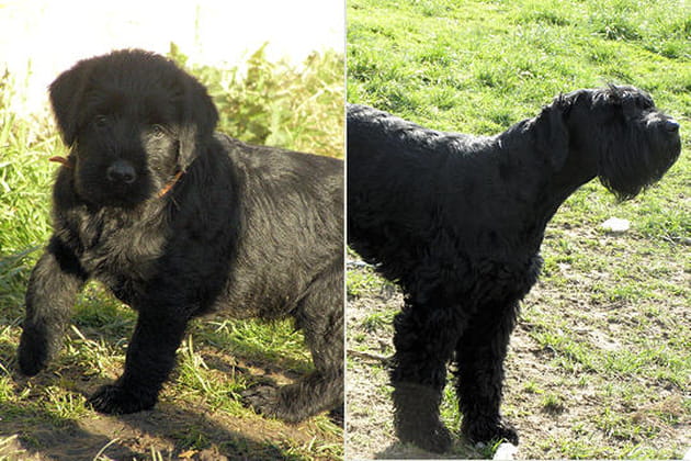 Le schnauzer g&eacute;ant