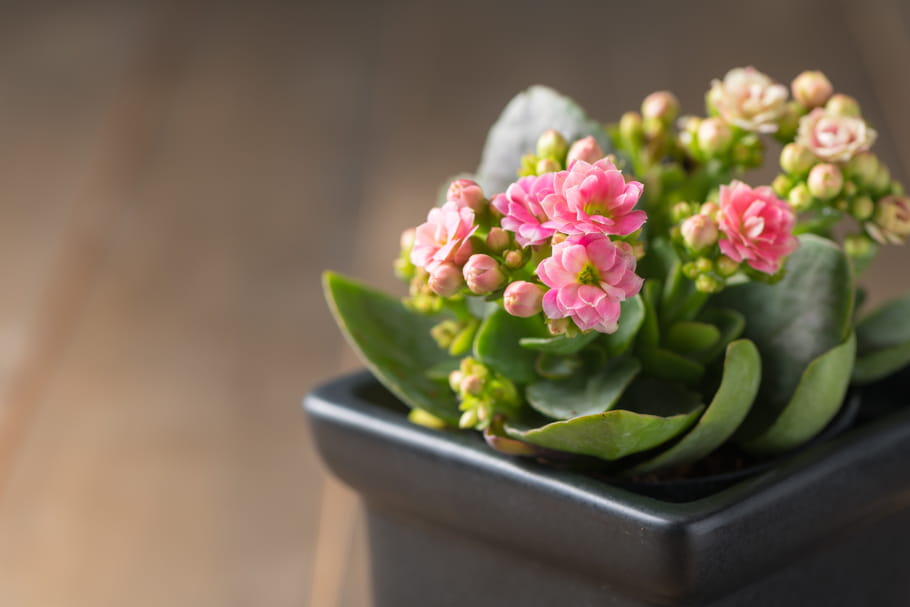 Kalanchoe