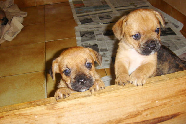 Les deux fr&egrave;res