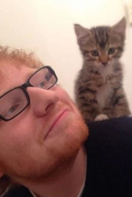 Ed Sheeran et son chaton