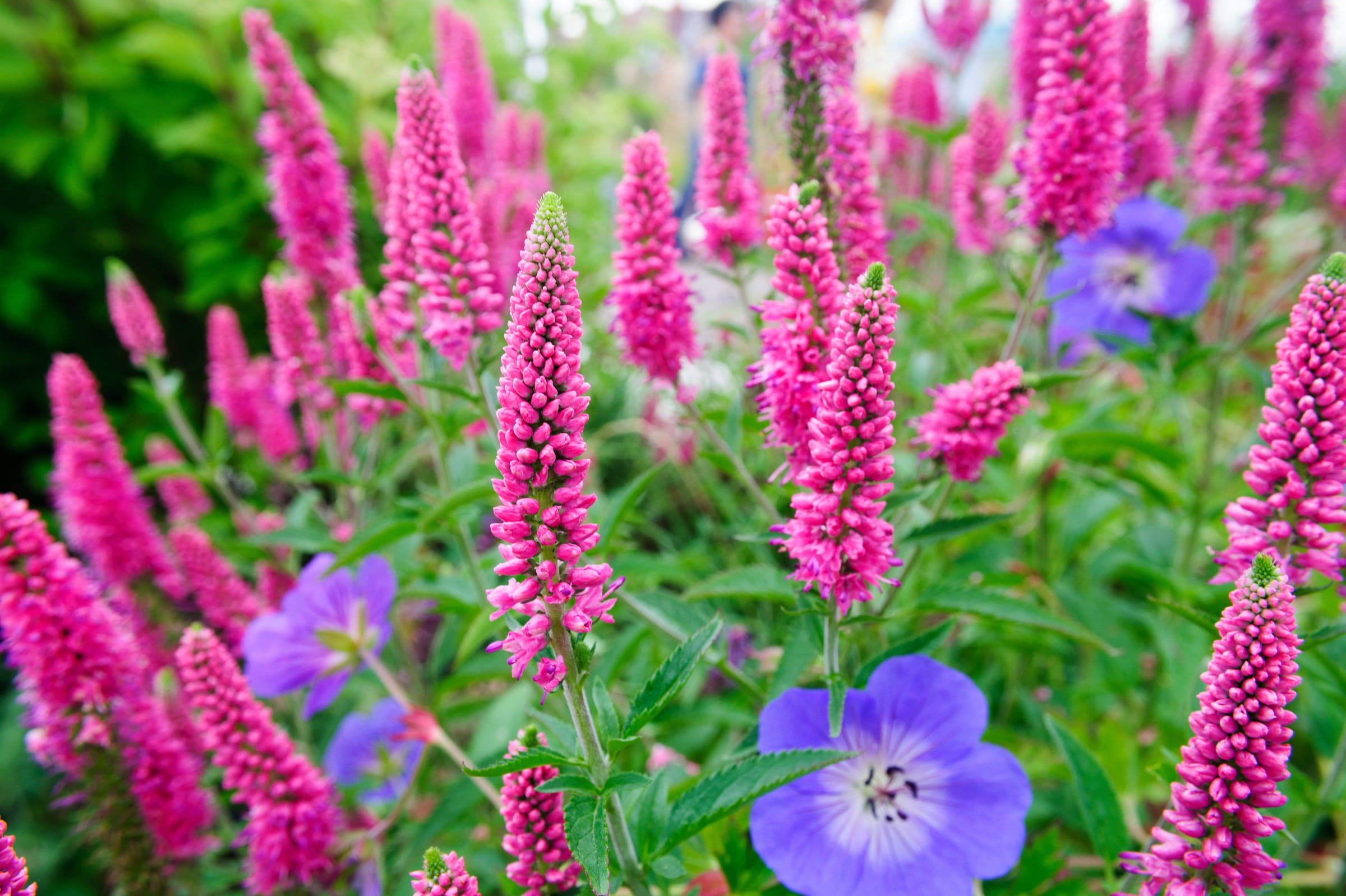 Ces plantes vivent plus de deux ans et seront superbes au jardin