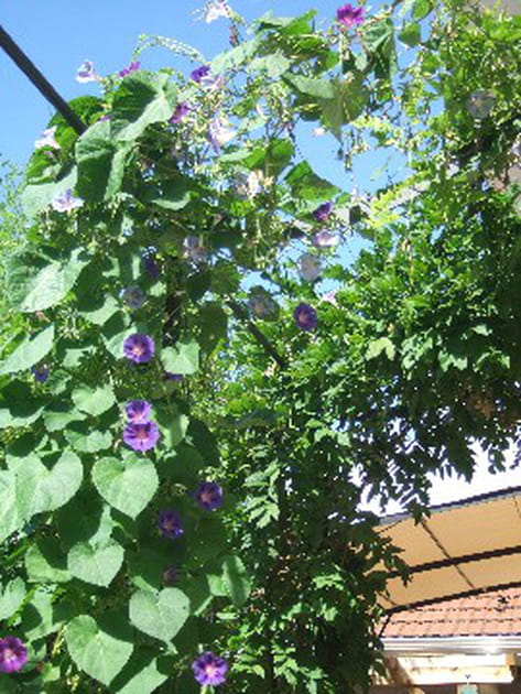 Séduisantes ipomées sur pergola