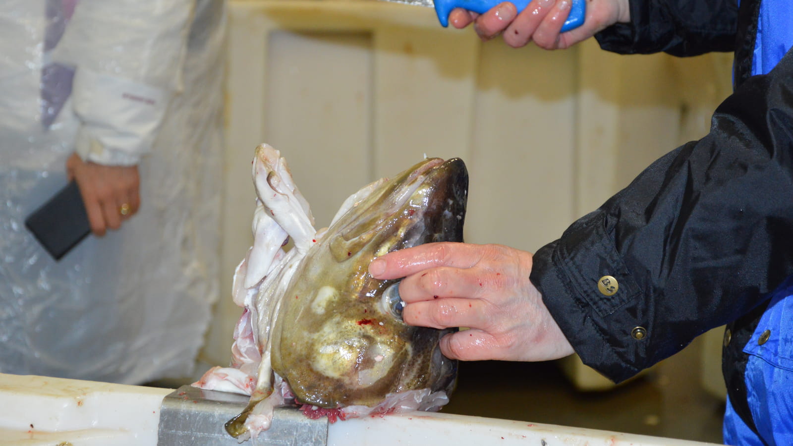 Extraction de la langue du Skrei