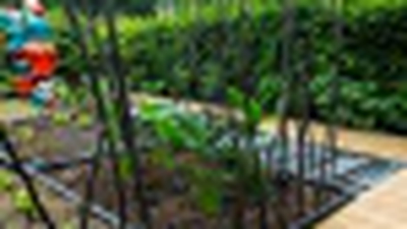 Le jardin de corail