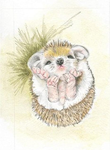 Un bébé hérisson trop mignon