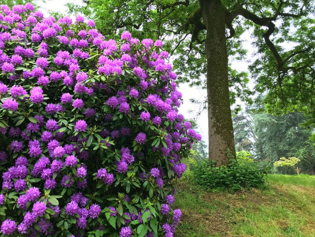 Le vallon des rhododendron en fleurs