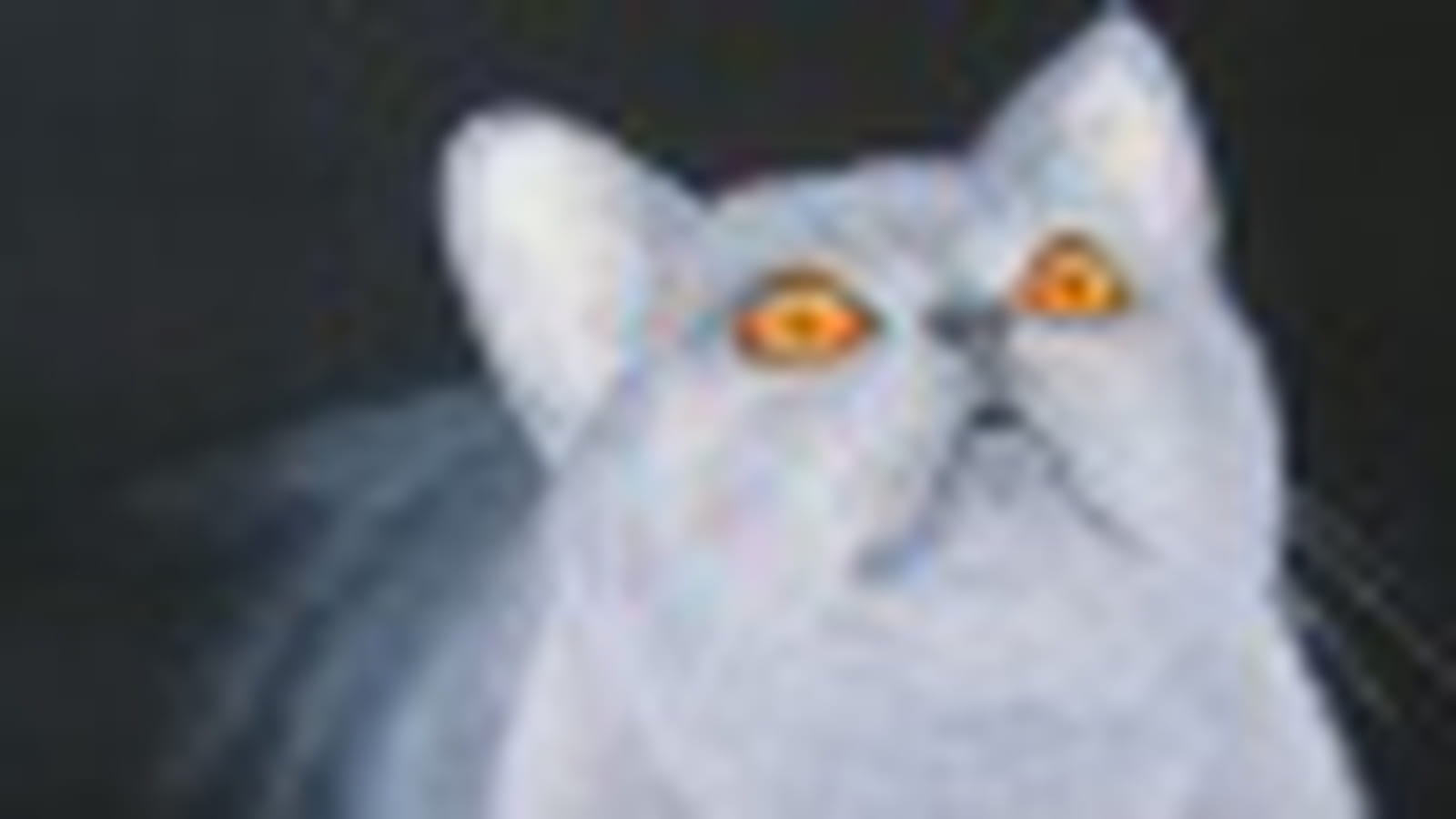 Le chat chartreux