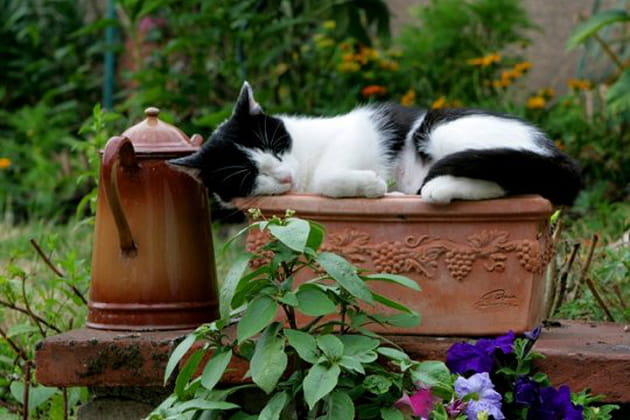 Une sieste dans le jardin