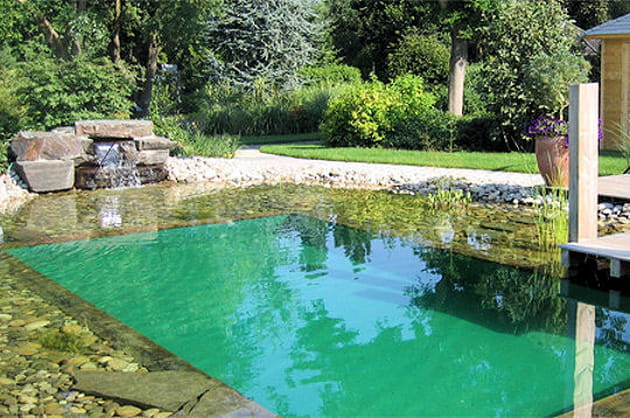 Le chant des grenouilles