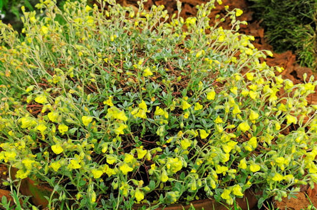 Helianthemum, la plante des balkans