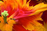 tuliper une anthologie