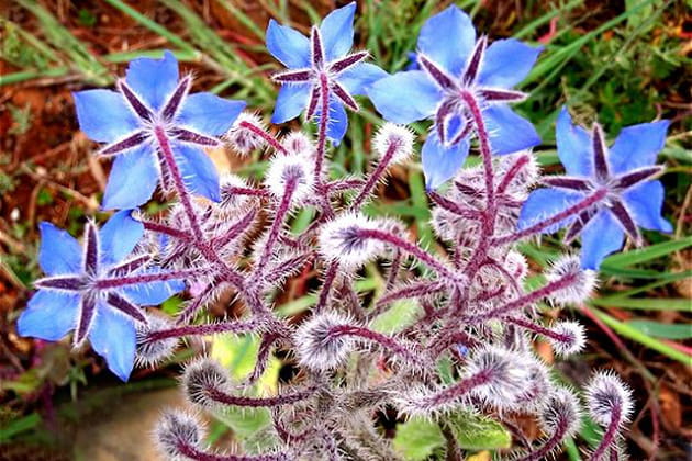 Des fleurs en forme d'étoiles