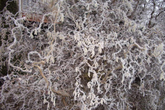 Le tortillard givr&eacute;