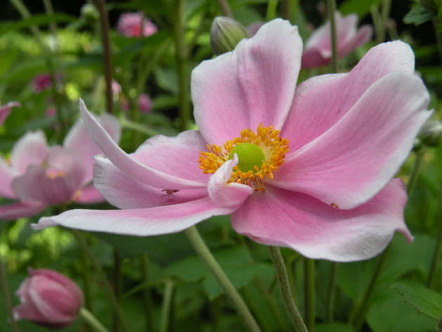 L'an&eacute;mone du Japon