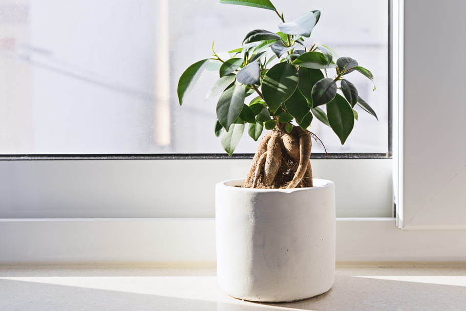 Ficus ginseng (Ficus microcarpa) entretenir, arroser, bouturer et rempoter