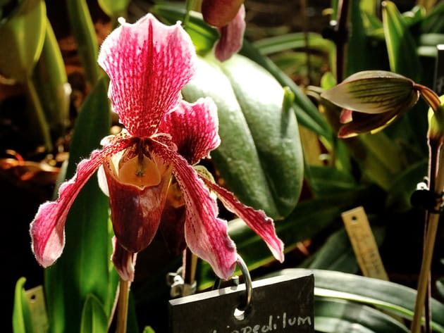 Merveilleuses orchidées au Jardin des Plantes