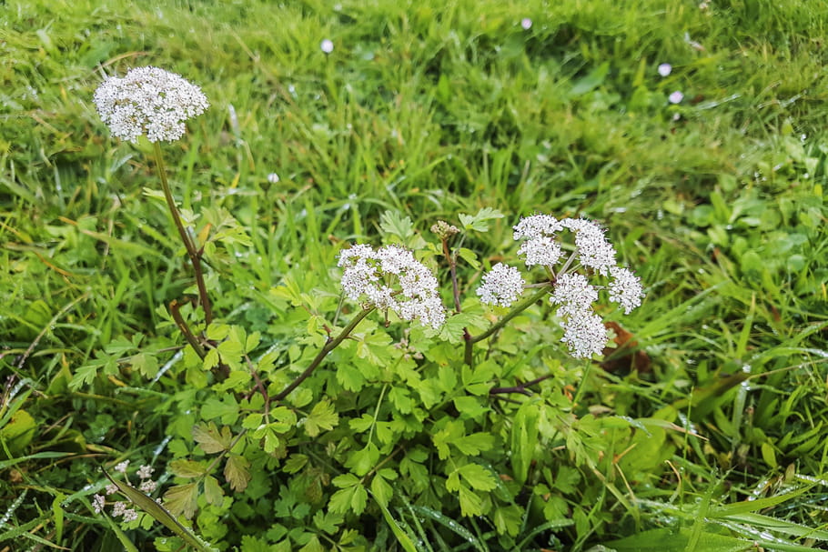 Confusion de plantes : plusieurs cas d'intoxications graves