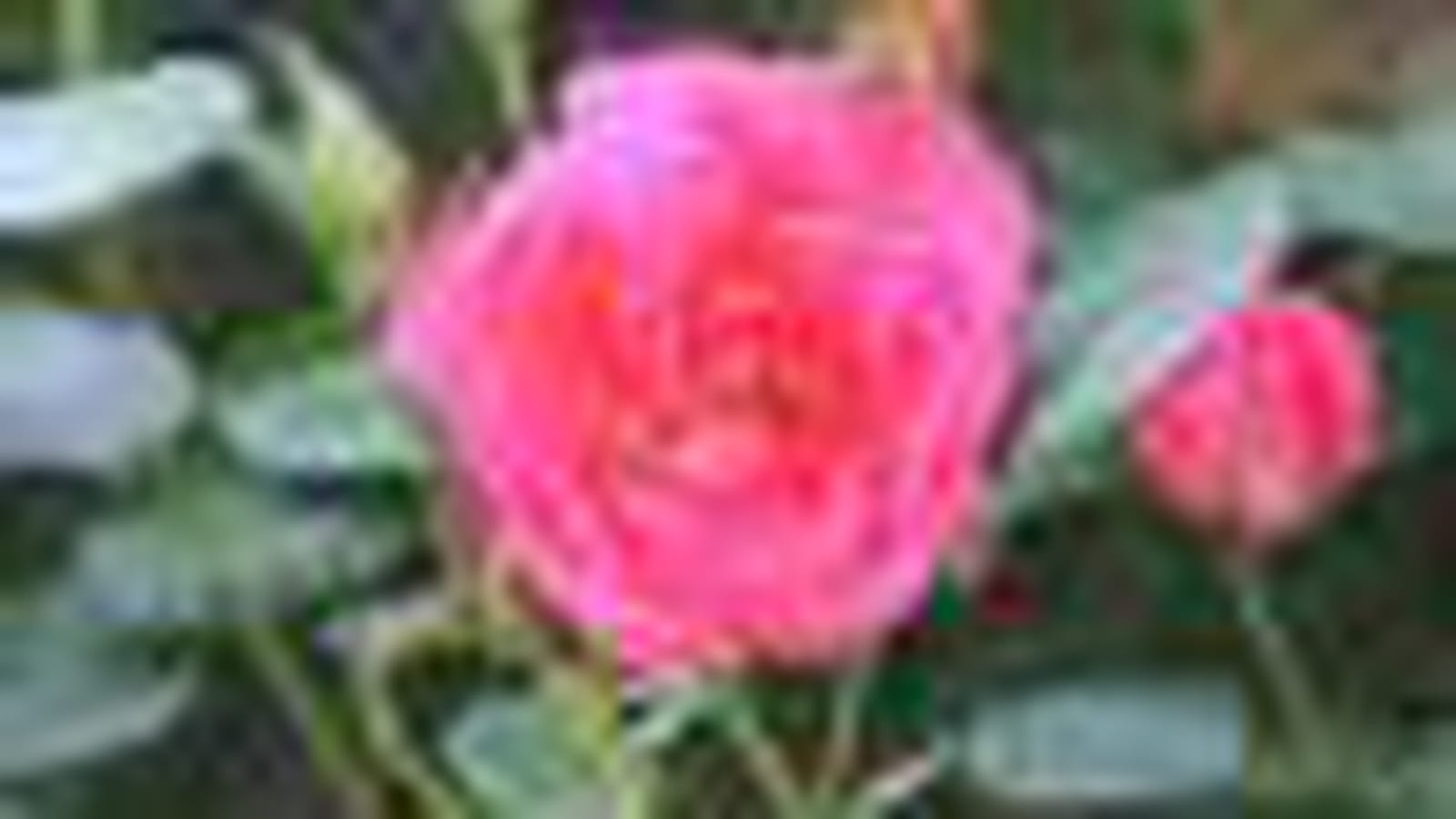 Rosy La Sevillana ®
