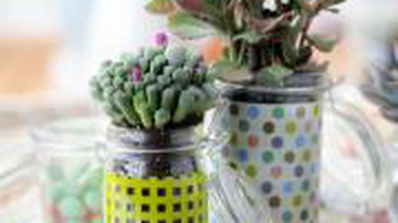 La succulente