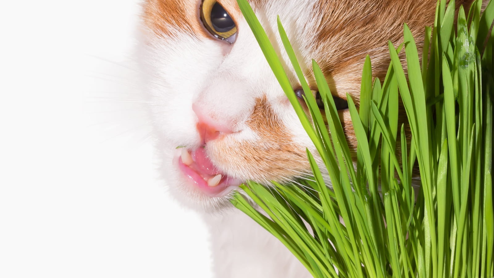 Herbe à chat