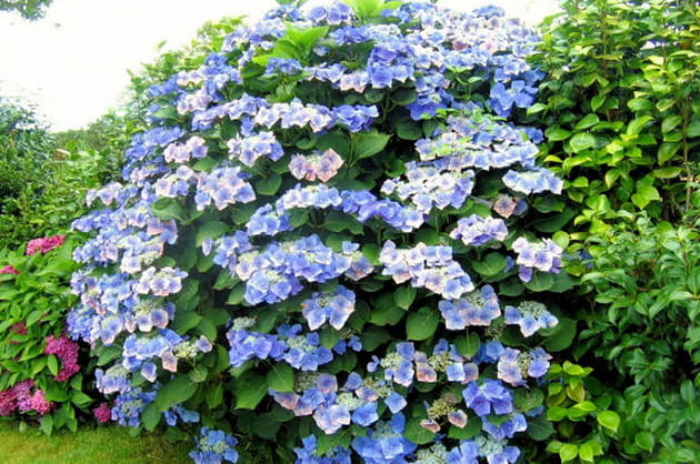 Pour imiter le bleu du ciel