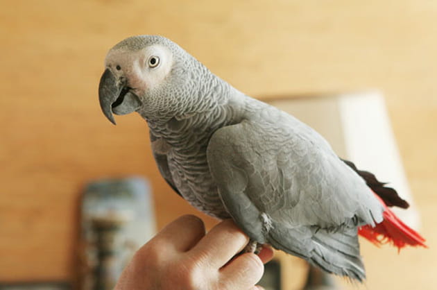 Vivre avec des perroquets