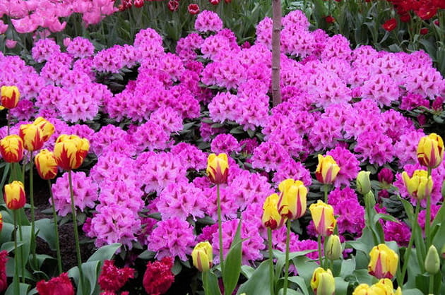 Au milieu des tulipes