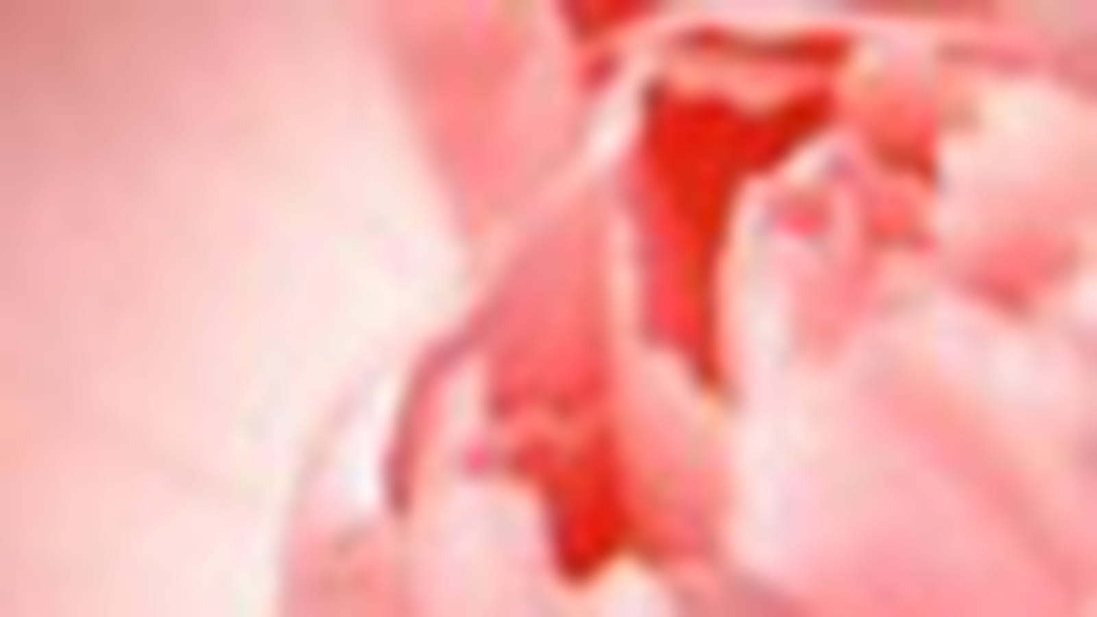 Oeillet rose