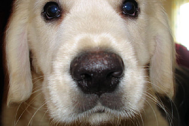 Charly, la cr&egrave;me des cr&egrave;mes