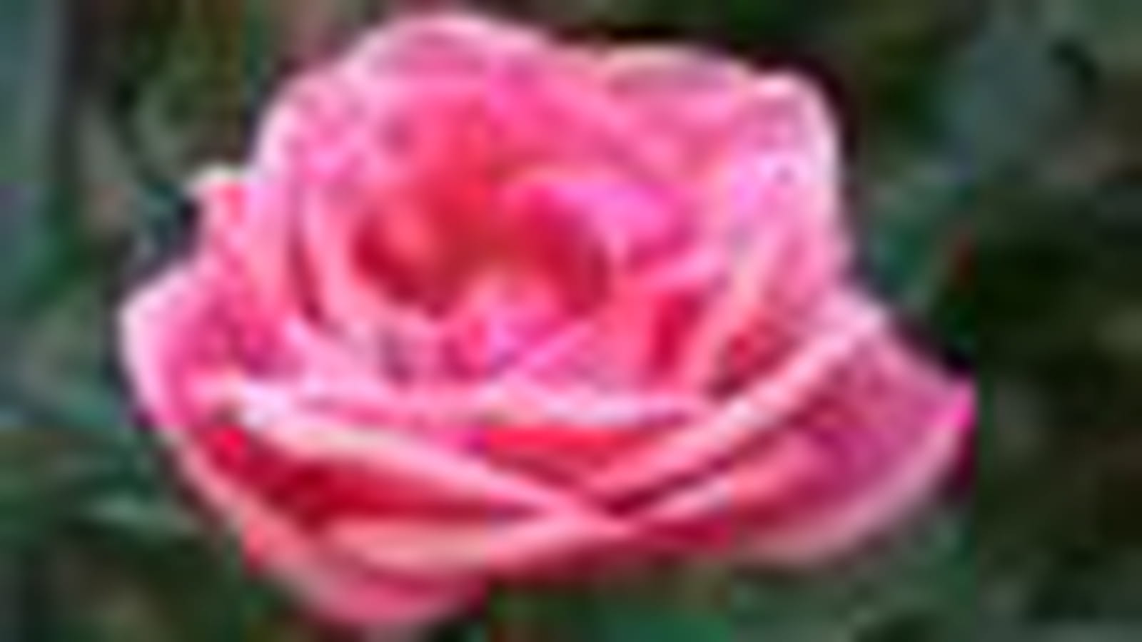 Pink Perpetue ®