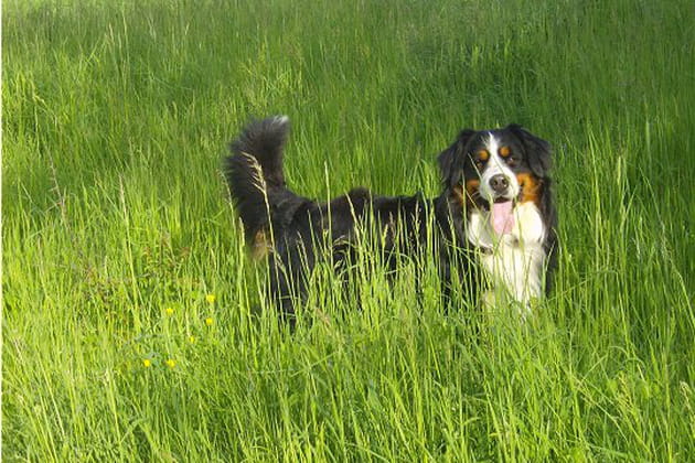 Vasko, un chien qui a du "chien"