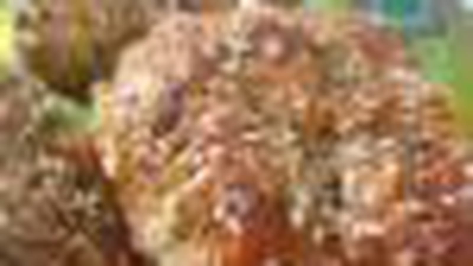 Croquettes