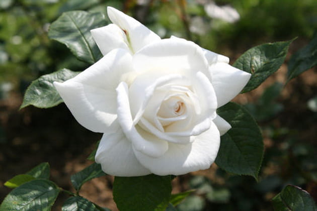 Une rose qui atteint des sommets