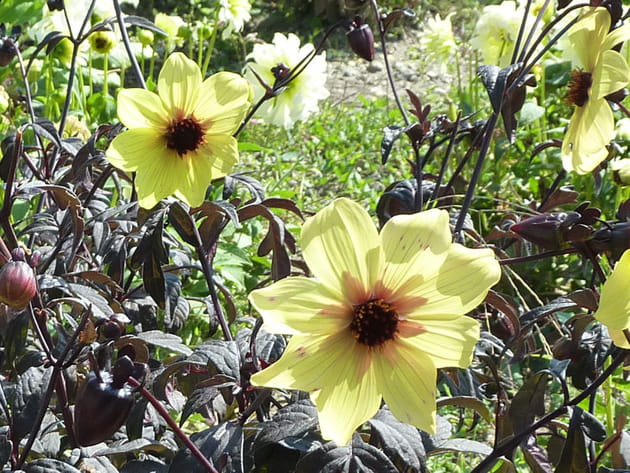 Dahlia pinnata jaune