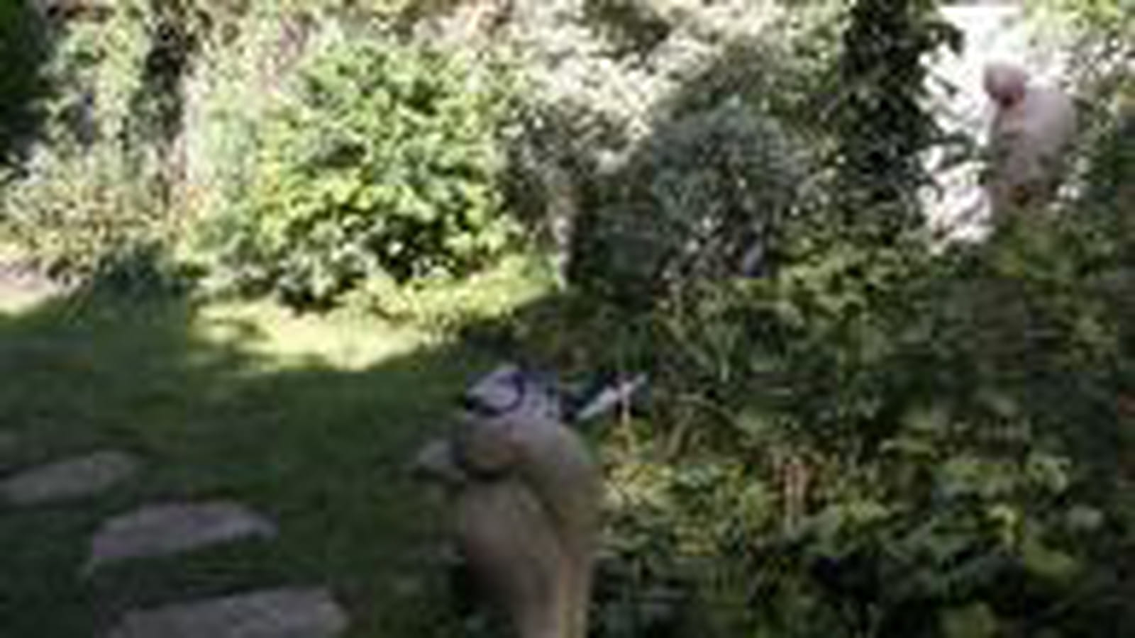 Des pas pour sillonner le jardin