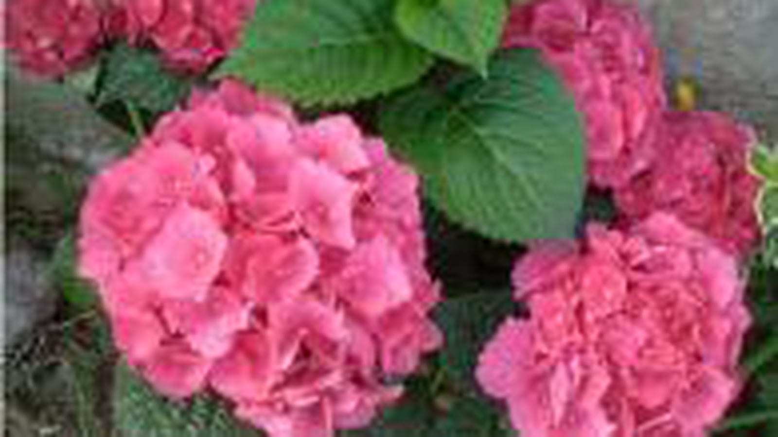 Hortensia