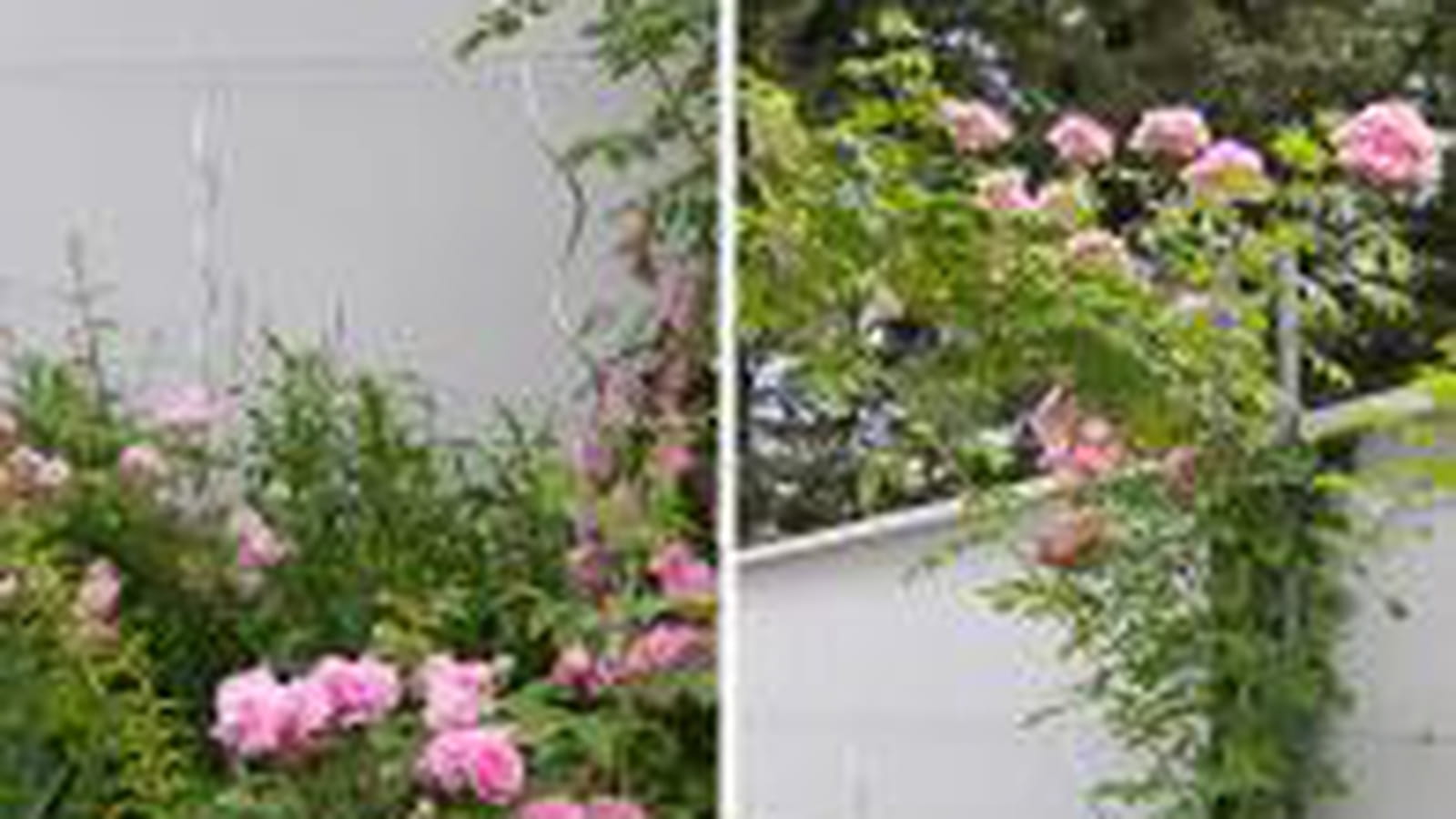 Rosiers