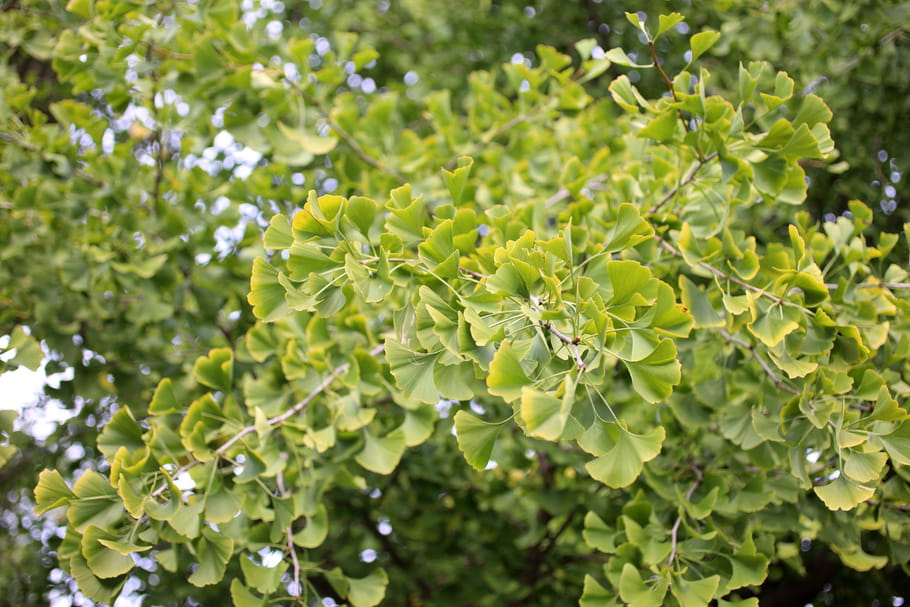 Ginkgo biloba