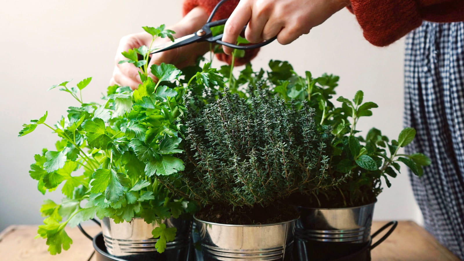 Plateau de 7 aromates à cultiver