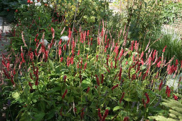 Majestueuses renouées persicaires